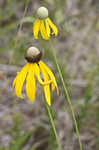 Pinnate prairie coneflower